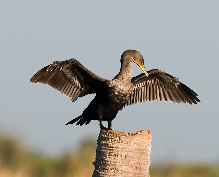 Doubled_crested_Cormorant_09_FL_031