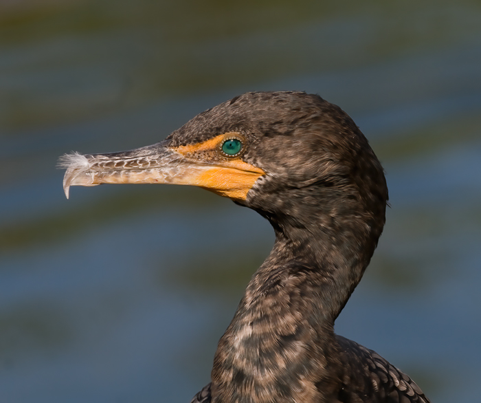 Doubled_crested_Cormorant_09_FL_040