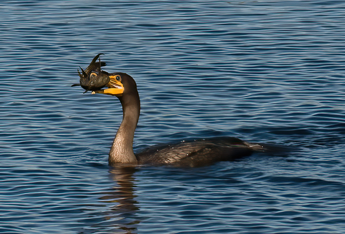 Doubled_crested_Cormorant_09_FL_045
