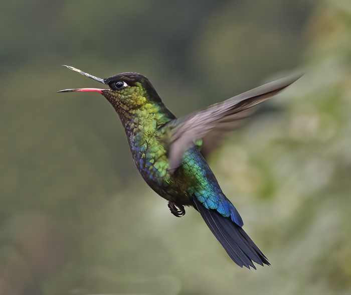 Fiery_throated_Hummingbird_17_Costa_Rica_078