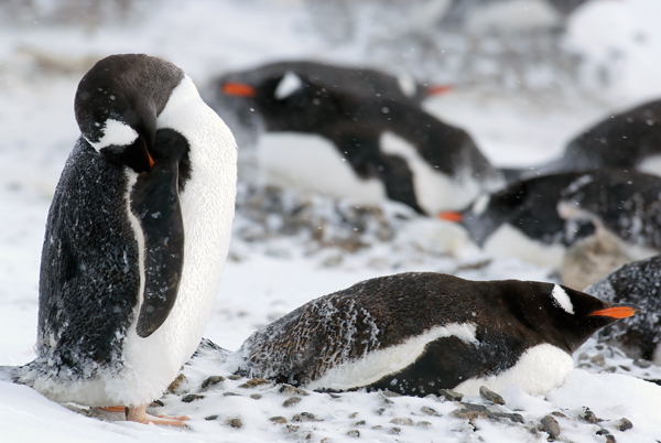 Gentoo_Penguin_07_Antarctica_010