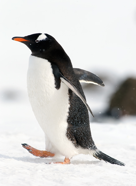 Gentoo_Penguin_07_Antarctica_040
