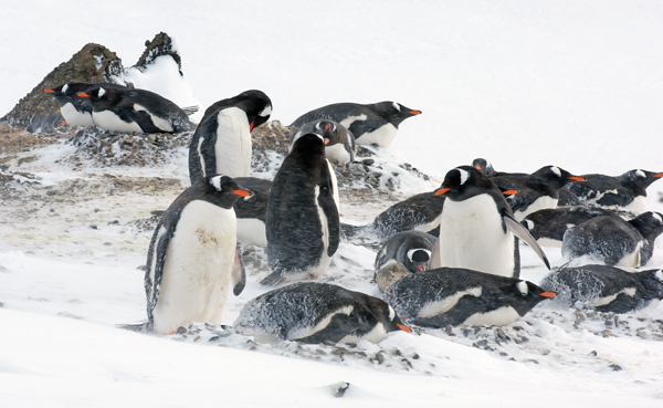 Gentoo_Penguin_07_Antarctica_056