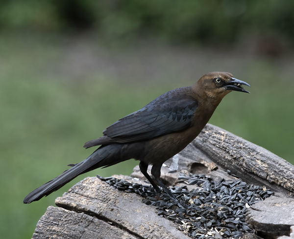 Great-tailed_Grackle_19_TX_019