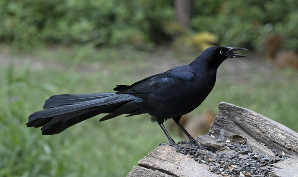 Great-tailed_Grackle_19_TX_020