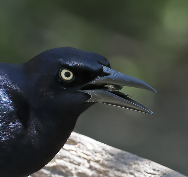 Great-tailed_Grackle_TX_18_027