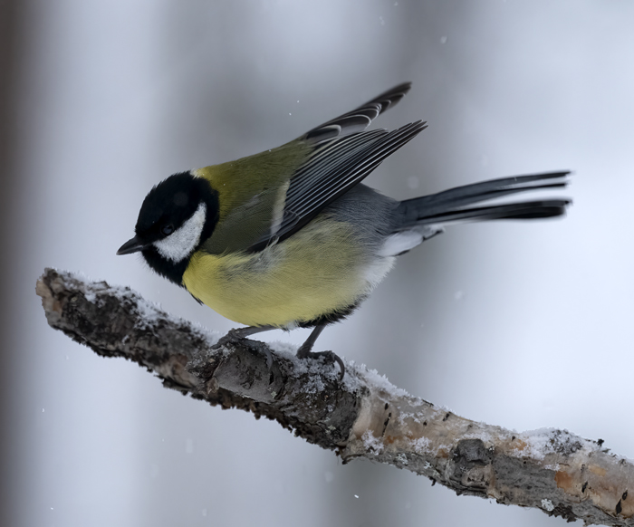 Great_Tit_23_Norway_082