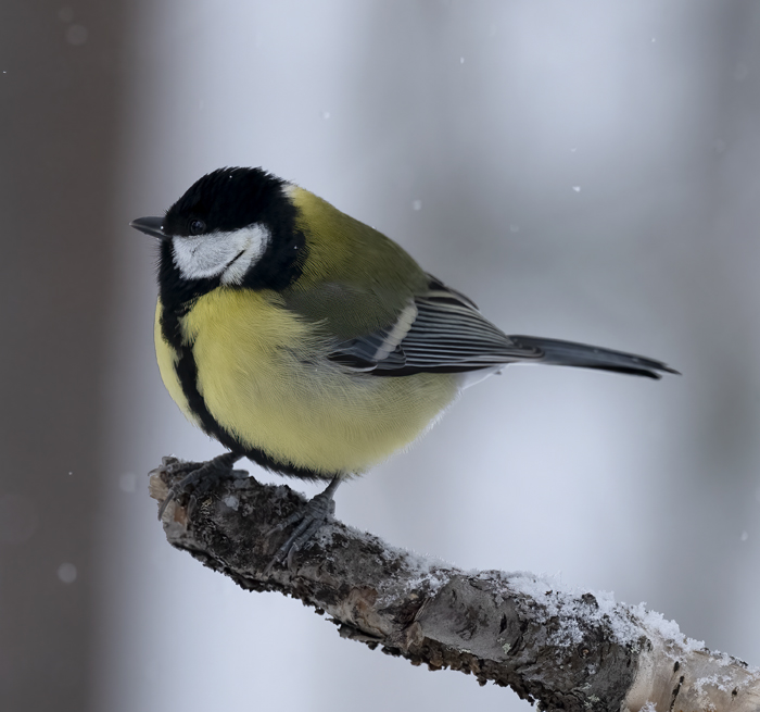 Great_Tit_23_Norway_099