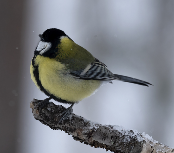 Great_Tit_23_Norway_100