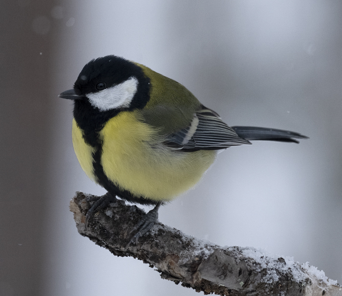 Great_Tit_23_Norway_103