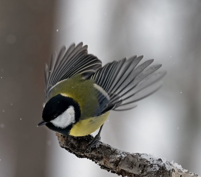 Great_Tit_23_Norway_107
