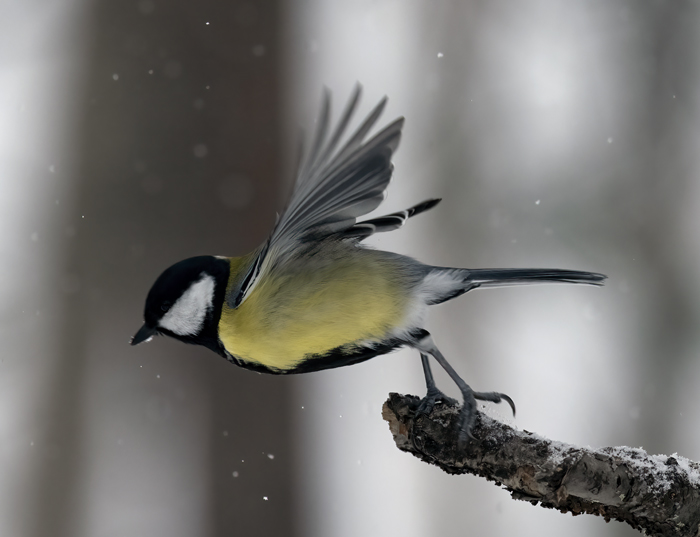 Great_Tit_23_Norway_136