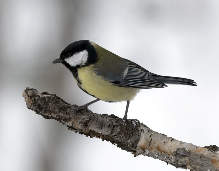 Great_Tit_23_Norway_144