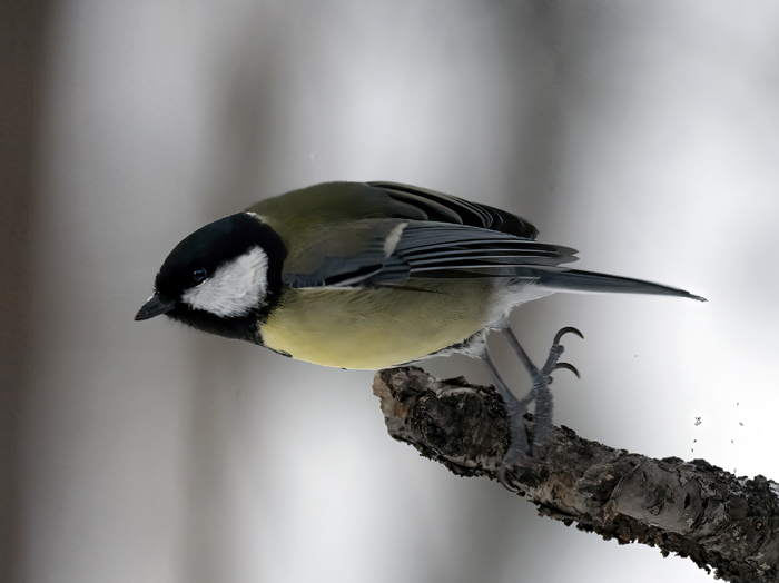 Great_Tit_23_Norway_145