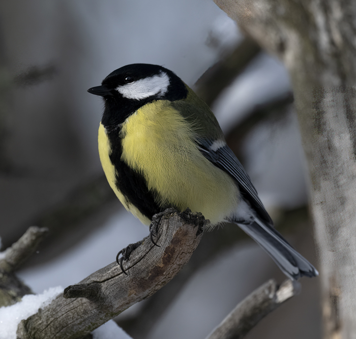 Great_Tit_23_Norway_153