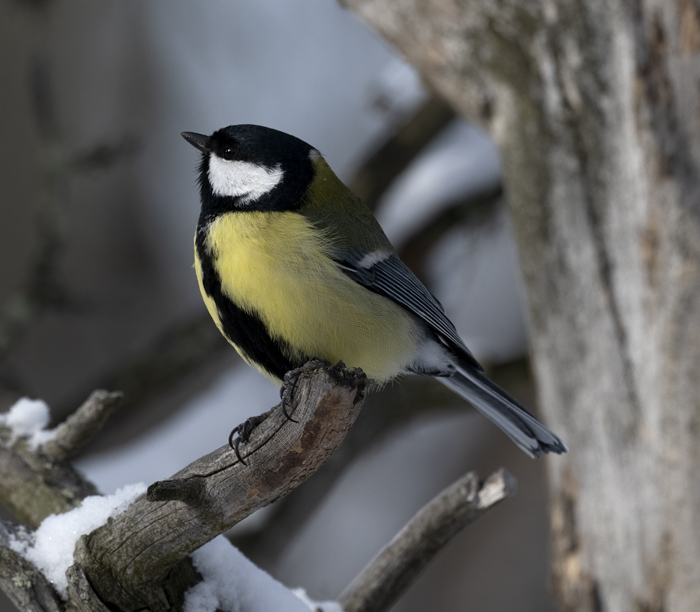 Great_Tit_23_Norway_155