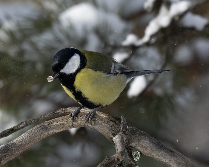 Great_Tit_23_Norway_157