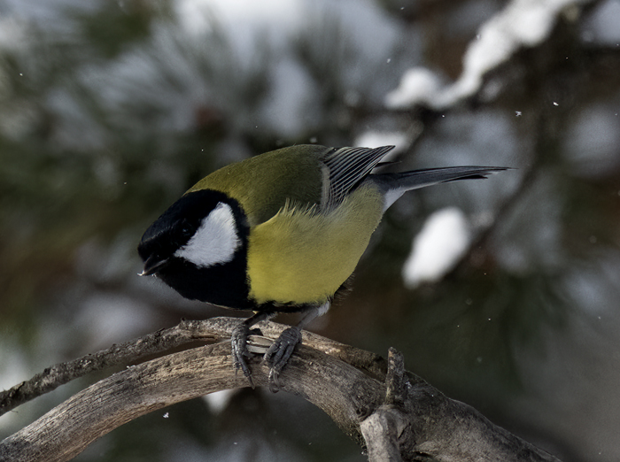 Great_Tit_23_Norway_160