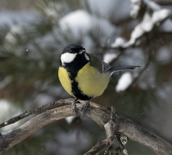 Great_Tit_23_Norway_164