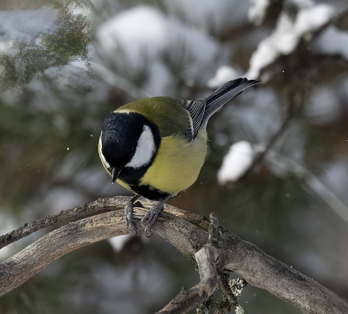 Great_Tit_23_Norway_165