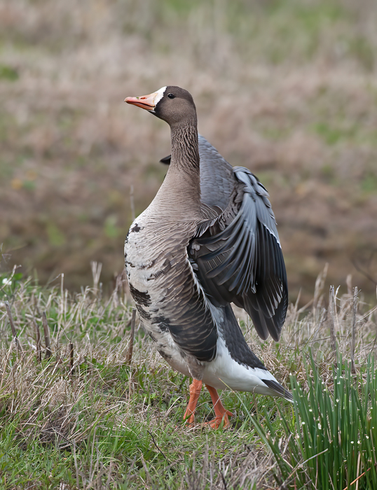 Greater_White_fronted_Goose_10_FL_008