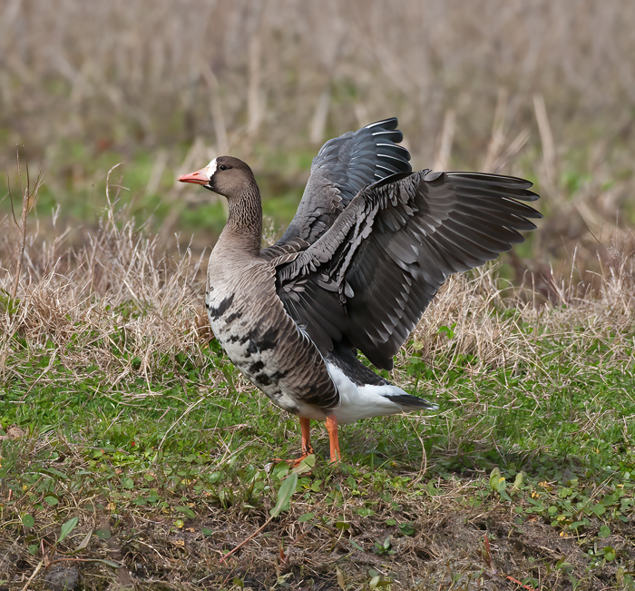 Greater_White_fronted_Goose_10_FL_029