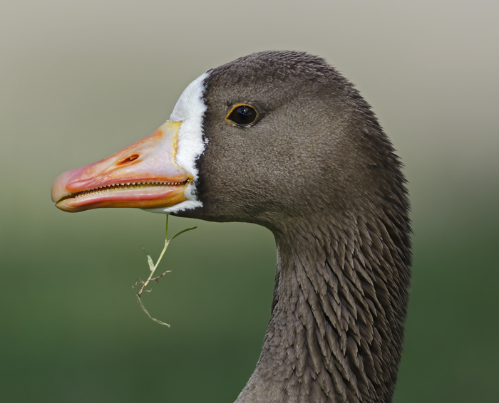 Greater_White_fronted_Goose_12_CA_004
