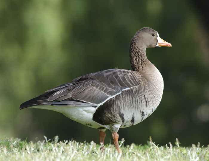 Greater_White_fronted_Goose_12_CA_017