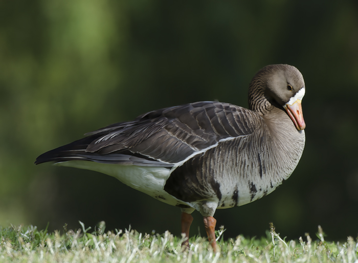 Greater_White_fronted_Goose_12_CA_019