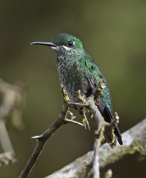 Green-crowned_Brilliant_Hummingbird_18_Costa_Rica_003