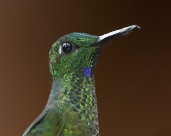 Green-crowned_Brilliant_Hummingbird_18_Costa_Rica_018