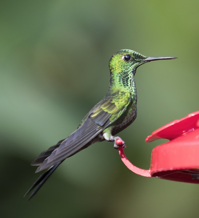 Green-crowned_Brilliant_Hummingbird_18_Costa_Rica_021