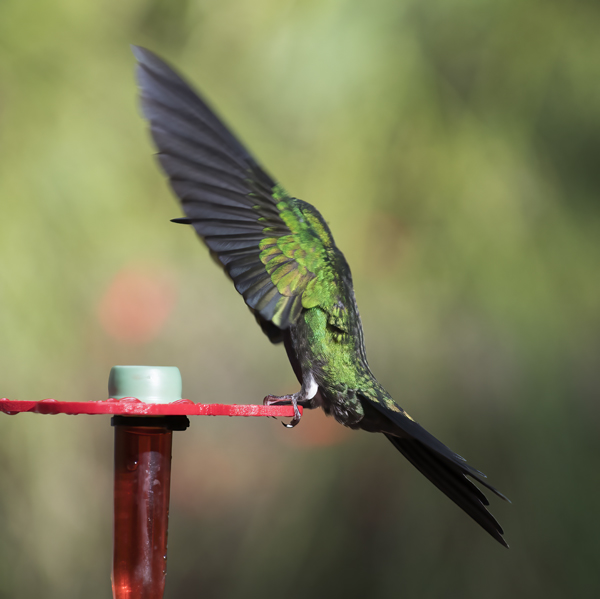 Green-crowned_Brilliant_Hummingbird_18_Costa_Rica_023
