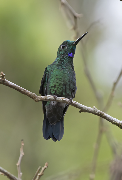 Green-crowned_Brilliant_Hummingbird_18_Costa_Rica_024