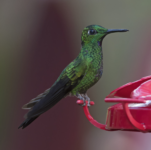 Green-crowned_Brilliant_Hummingbird_18_Costa_Rica_039