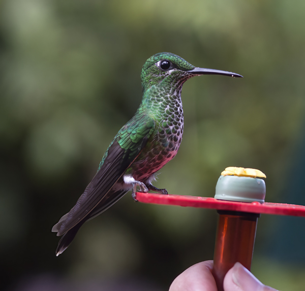 Green-crowned_Brilliant_Hummingbird_18_Costa_Rica_042