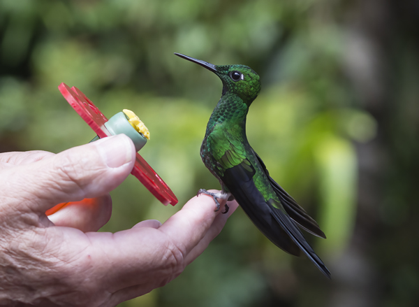 Green-crowned_Brilliant_Hummingbird_18_Costa_Rica_046