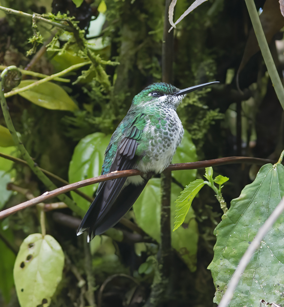 Green-crowned_Brilliant_Hummingbird_18_Costa_Rica_070