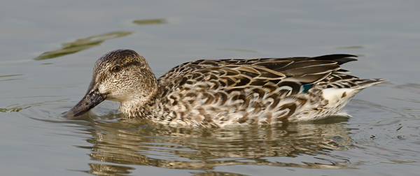 Green_winged_Teal_10_FL_009