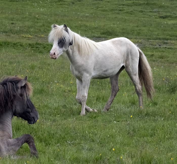 Iceland_Horse_22_Iceland_001