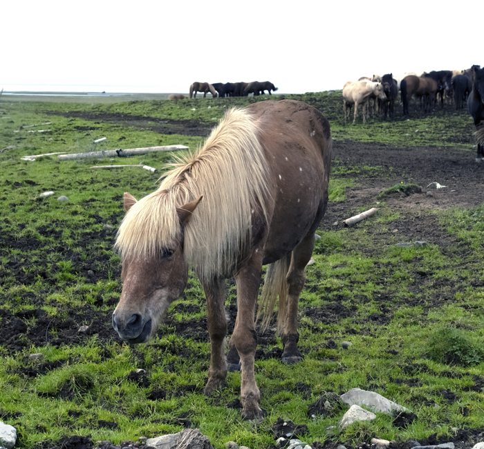 Iceland_Horse_22_Iceland_009