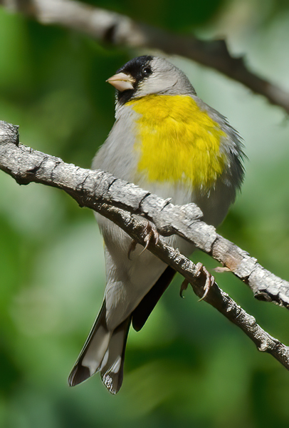 Lawrences_Goldfinch_13_CA_034