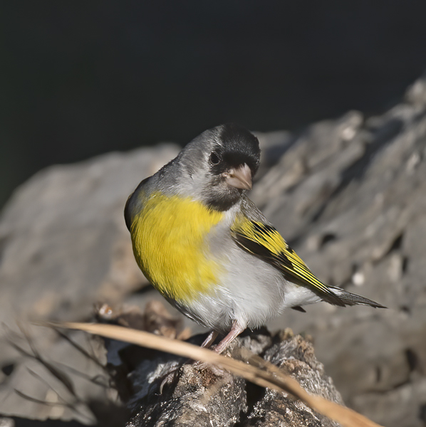Lawrences_Goldfinch_16_CA_035