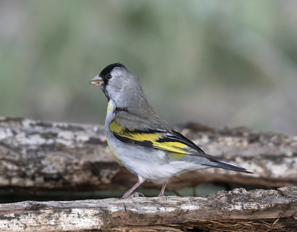 Lawrences_Goldfinch_16_CA_047