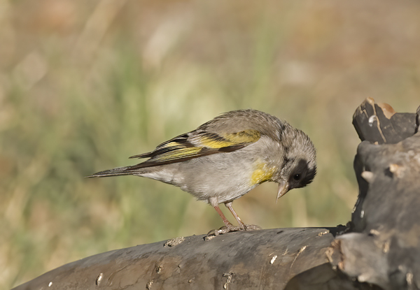 Lawrences_Goldfinch_16_CA_066