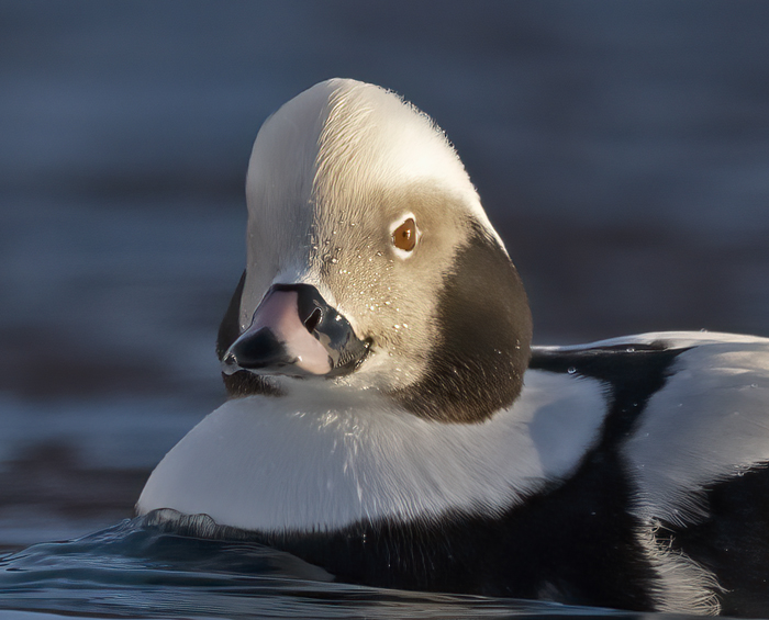 Long-tailed_Duck_23_Norway_022