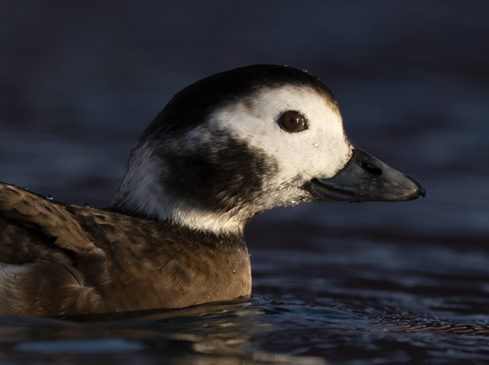 Long-tailed_Duck_23_Norway_030