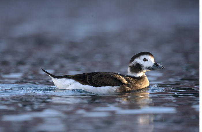 Long-tailed_Duck_23_Norway_032