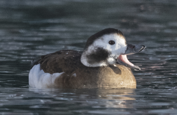 Long-tailed_Duck_23_Norway_035