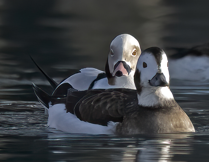 Long-tailed_Duck_23_Norway_040